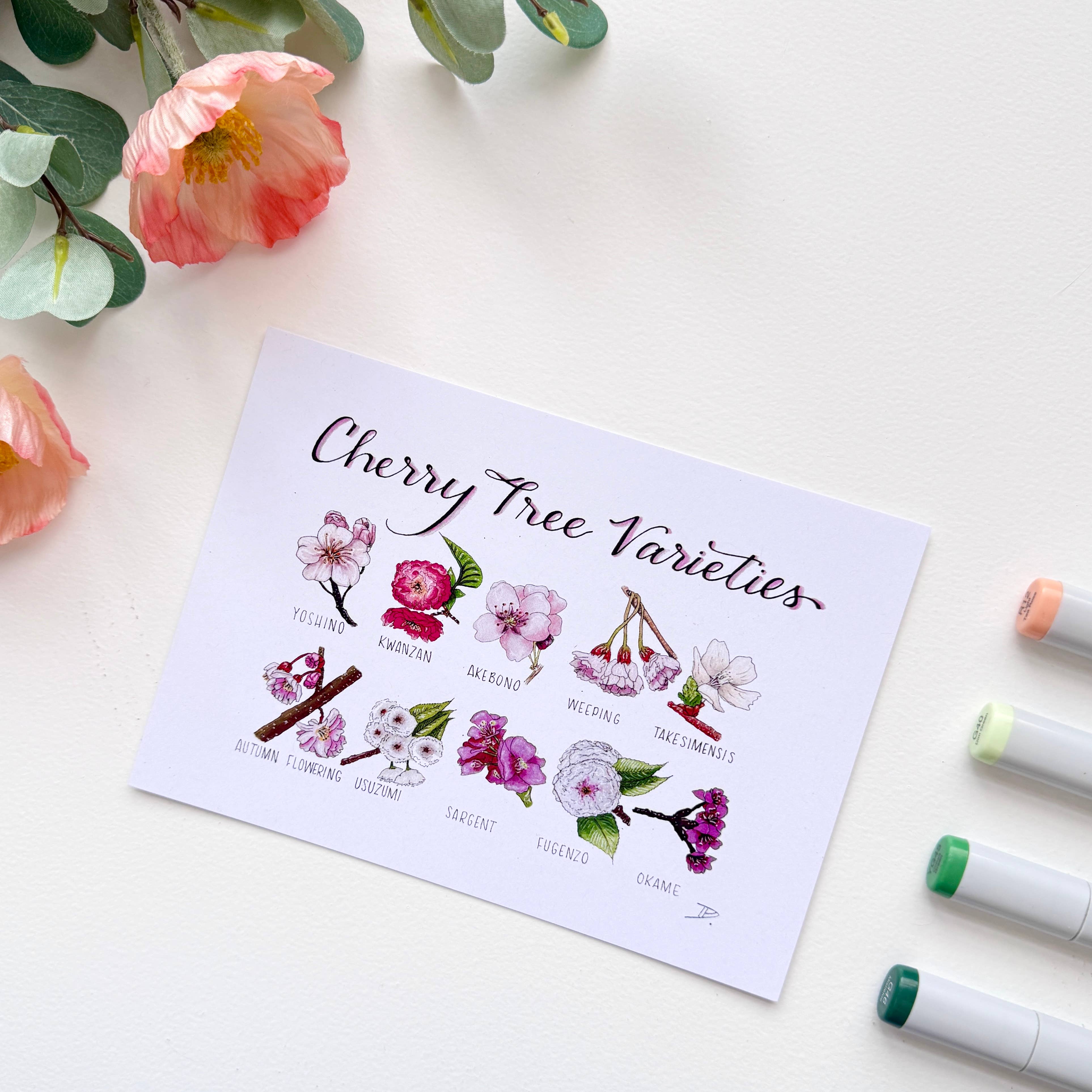 D. Prince Designs - Wholesale Art Print - Cherry Blossom Varieties | Recycled Card Stock Print6