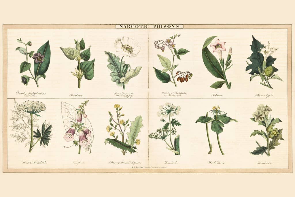 Multi Color Poisonous Narcotic Plant Leaf Deadly Flower Nature Art Print Poster  for wholesale on Faire0