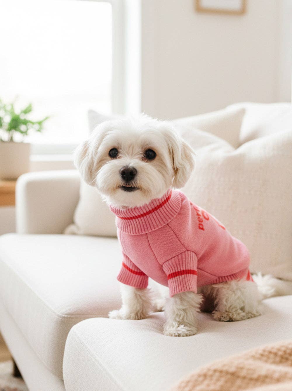 Good Thomas – wholesale Pet jumper – Dog – The Perfect List2