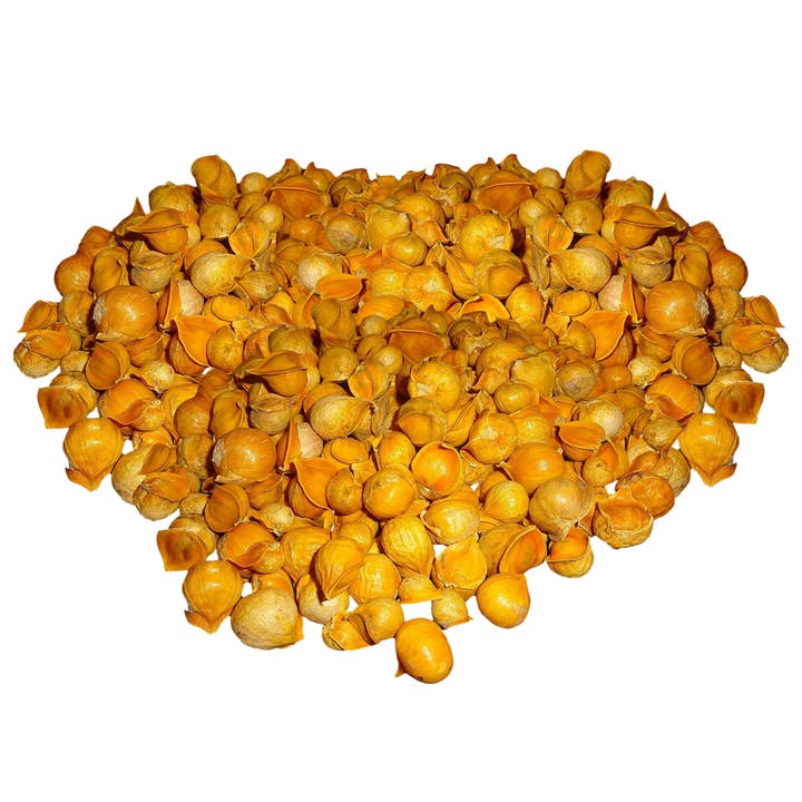 YERBERO - Wholesale Herbs - Yerbero - Ajo Japones - Multiple Sizes - Japanese Garlic Chinese Garlic Ajo Chino Premium Quality Wildcrafted All Natural Big Size Cloves