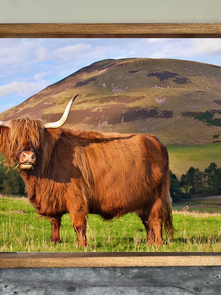 Snack-Zeit Hochlandkuh Bauernhaus-Schild für den Großhandel von Stir Crazy Signs