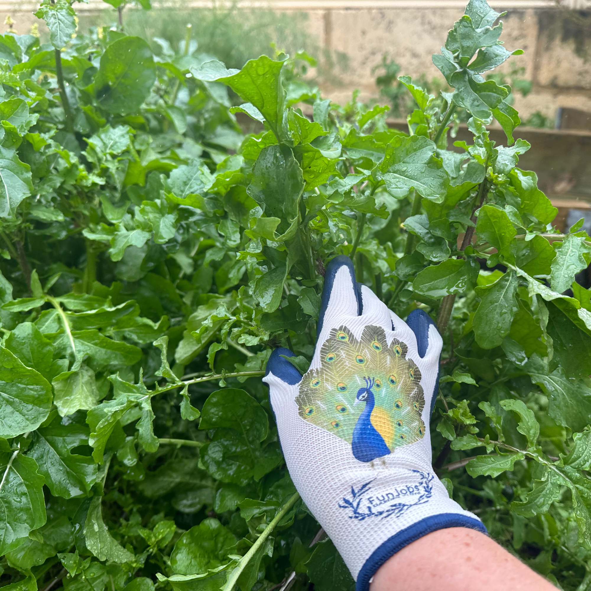 FunJobs Garden Gloves - Wholesale Garden Gloves - FunJobs Peacock Garden Gloves9