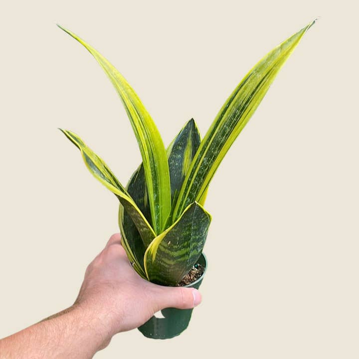 4" Sansevieria Golden Flame for wholesale by The Greenhouse Wholesale