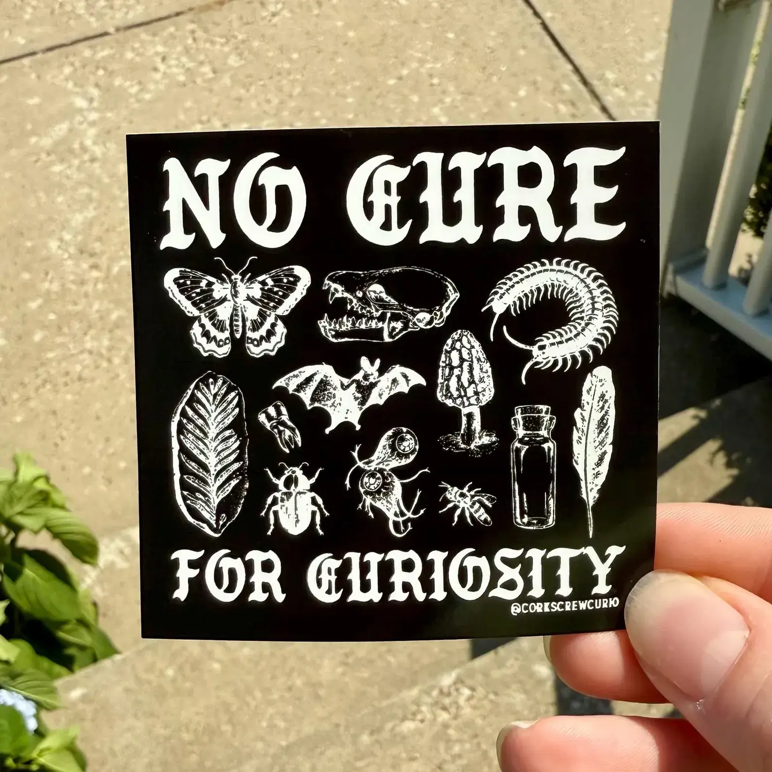 Corkscrew Curiosities - Wholesale Sticker - No Cure for Curiosity Sticker - Oddities & Curiosities2