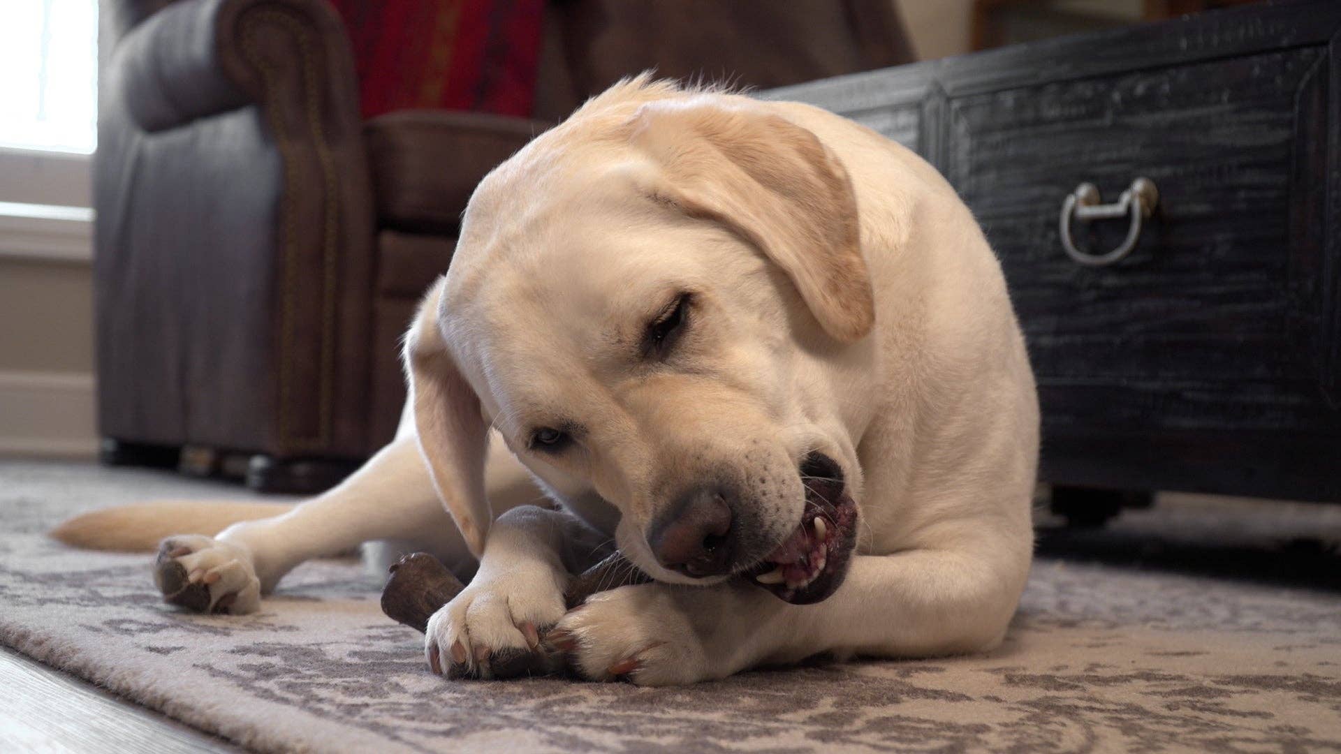 Caitec Inc - Wholesale Pet Chew Toy - Dog - Hero Bonetics™ Wishbone Dog Chew Toy10