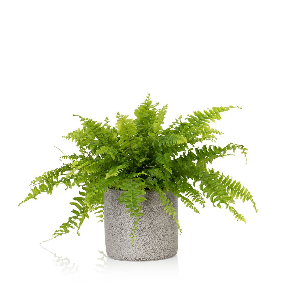 The Little Botanical – wholesale Live plant – British Grown Boston Fern11