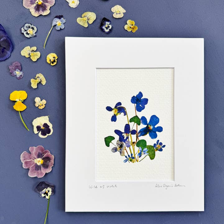 Wild Violets of New Jersey - signed matted print for wholesale by FloreOrganicBotanics
