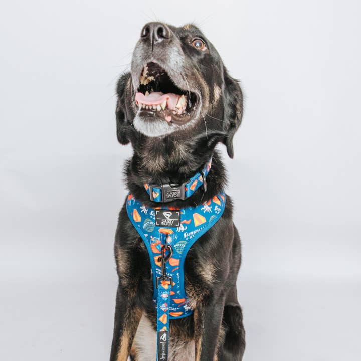 SASSY WOOF - Wholesale Pet Collar - Dog - Dog Collar - Superman™ & Krypto™6