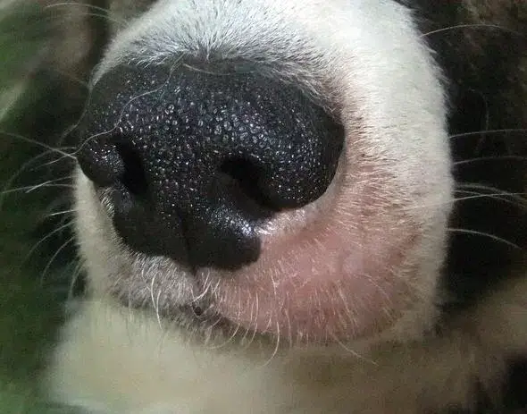 Beratungs & Vertriebsagentur Schmidt – wholesale Kosttillskott för husdjur - Hund – Anti svamp kvalster hund1