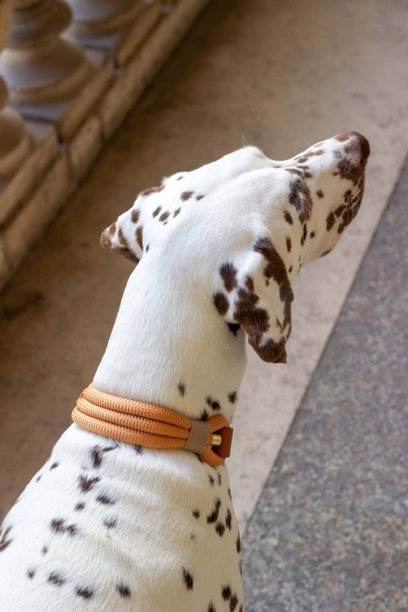 Atelier Markiz - Wholesale Pet Collar - Dog - Copper Necklace3