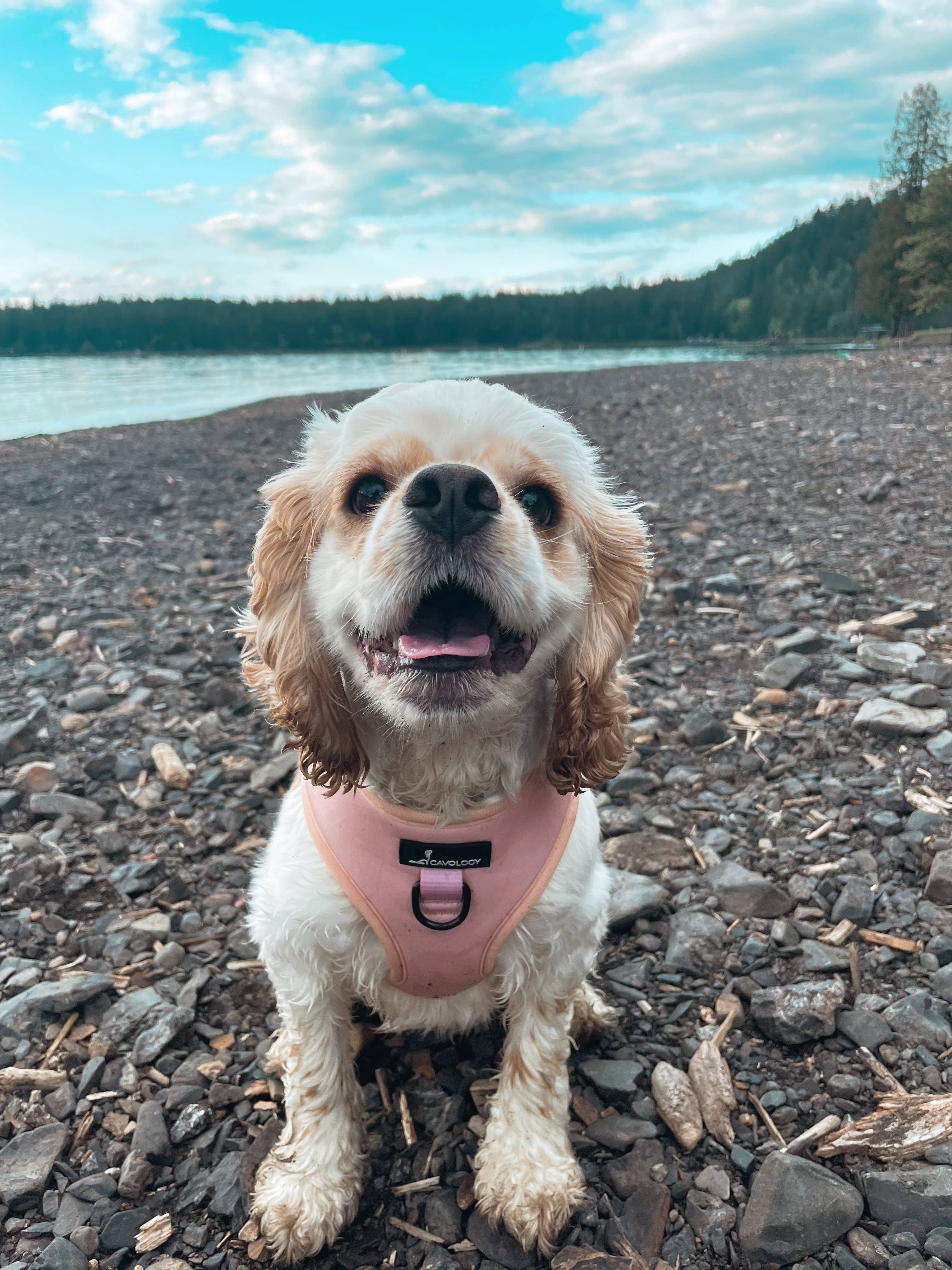 Cavology - Wholesale Pet Harness - Dog - DOG ADJUSTABLE HARNESS ASSORTED PACK 12