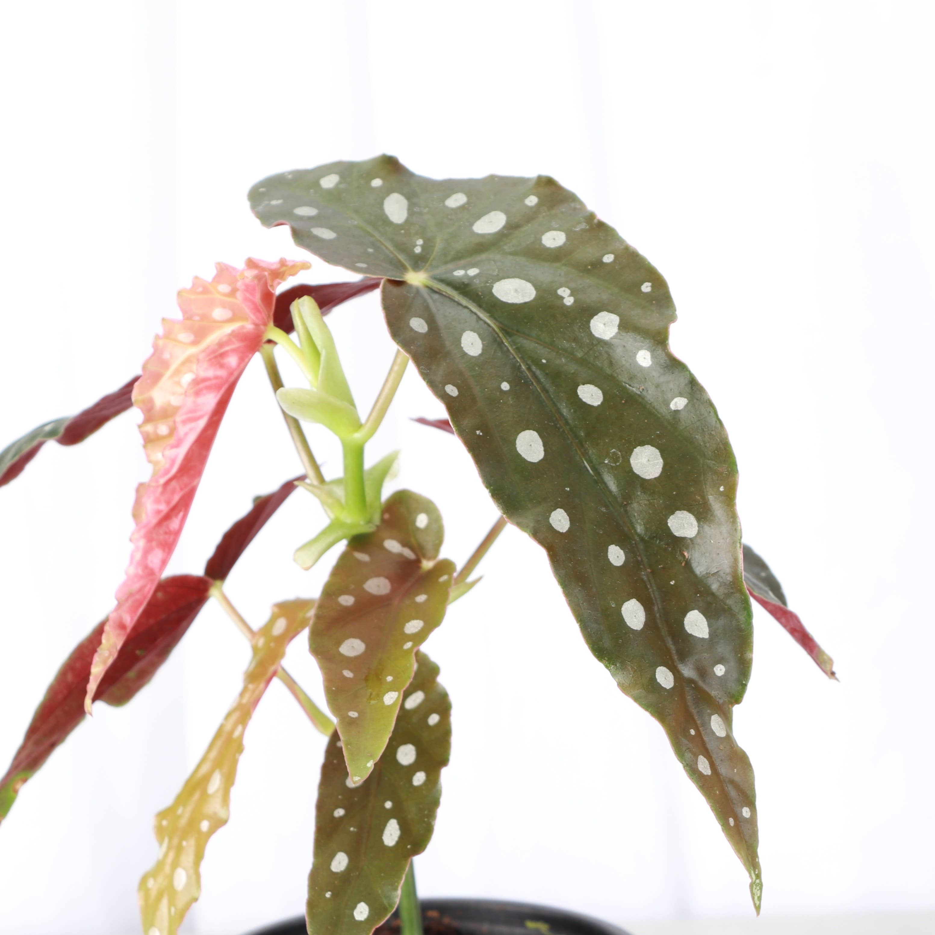 Thorsen's Greenhouse - Wholesale Live Plant - Begonia Maculata - Polka Dot Plant - 4" Live Plant6