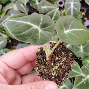 Dick's Sticks and Exotics - Wholesale Live Plant - Alocasia Black Velvet. 1