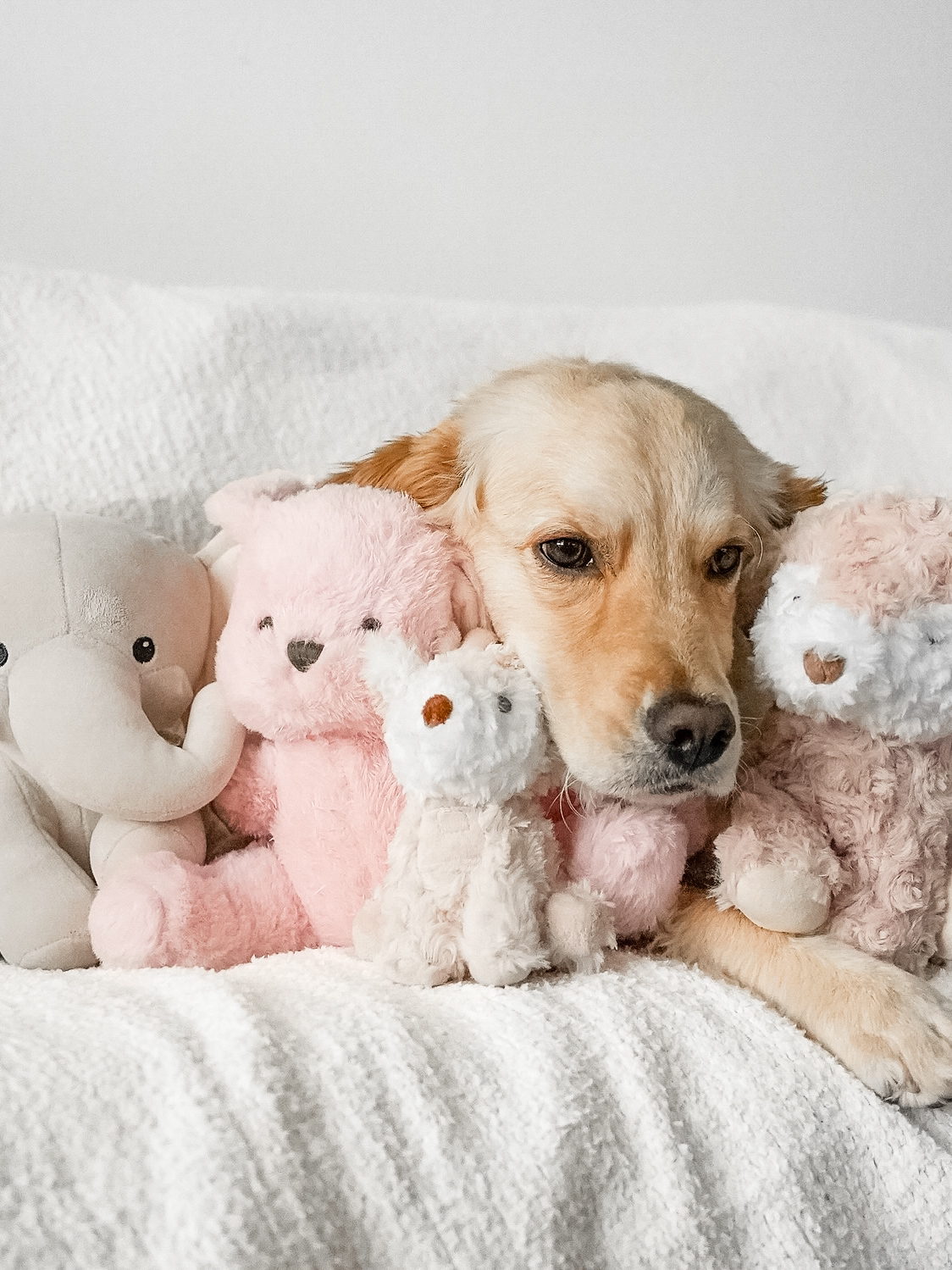 Fur Elise Pets - Wholesale Pet Plush Toy - Dog - Koko Mini Plushie9