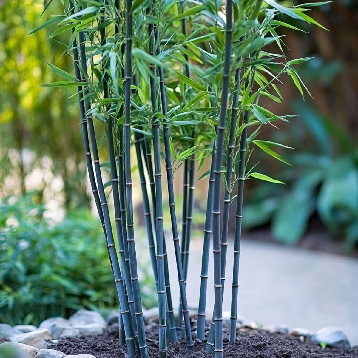Oasis of Life - Wholesale Live Plant - Bamboo – 2 Plants – Fargesia Papyrifera ‘Blue Dragon’ – Height 30–40cm – Evergreen & Non-invasive Bamboo – Hardy to –20°C – Ideal for Garden, Terrace & Hedge – Ø13cm7