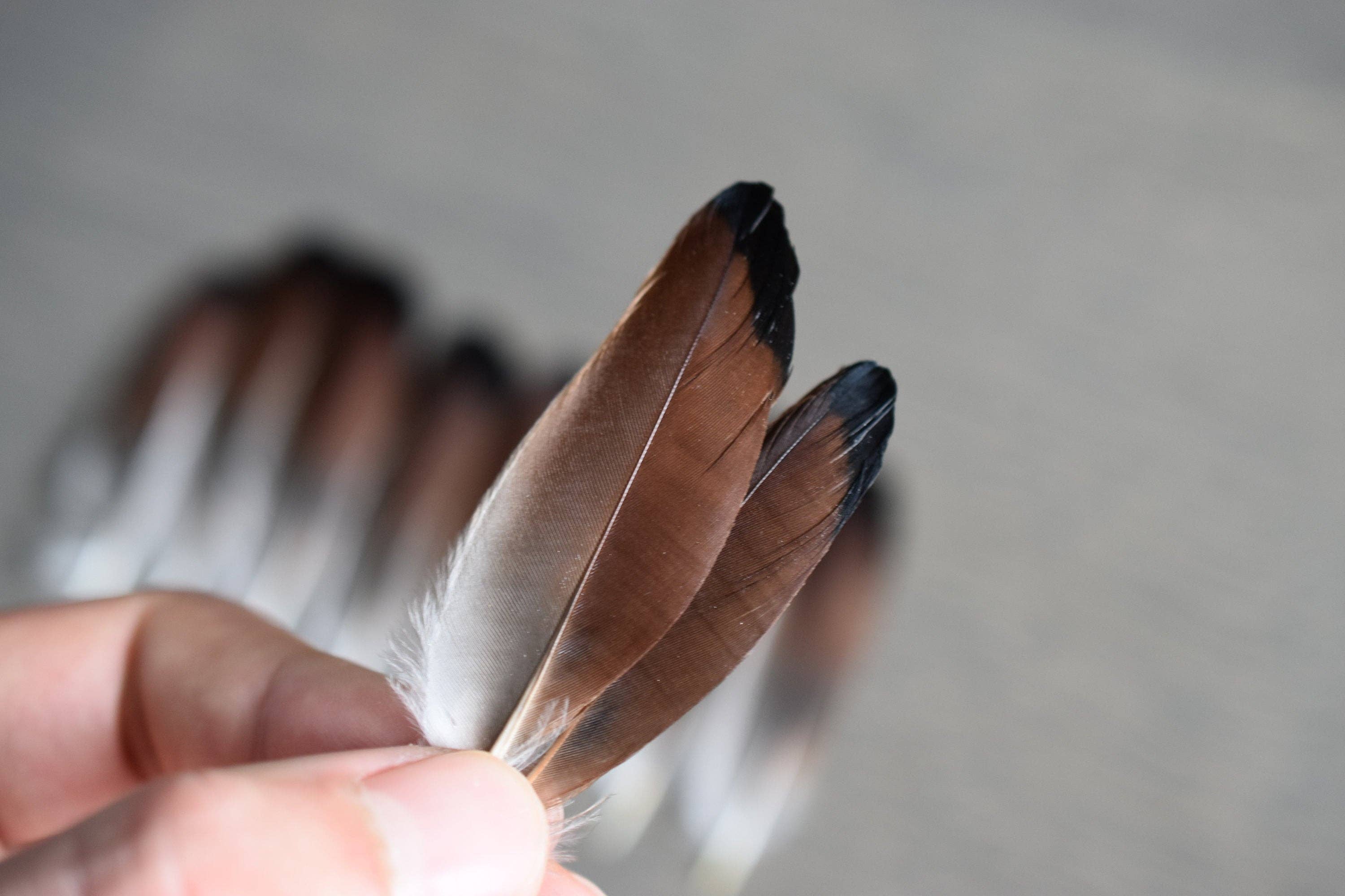 Plumes Naturelles – wholesale Craft supplies – Jay feathers6