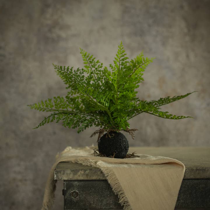 Helecho de 10" con bola enraizada para venta al por mayor de Ragon House