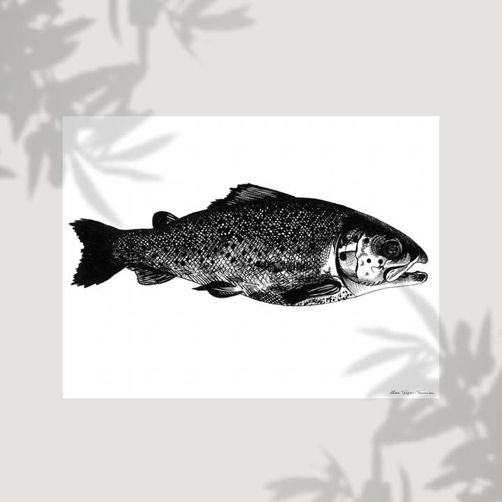 The Salmon for wholesale by Lison Trépos-Tanneau