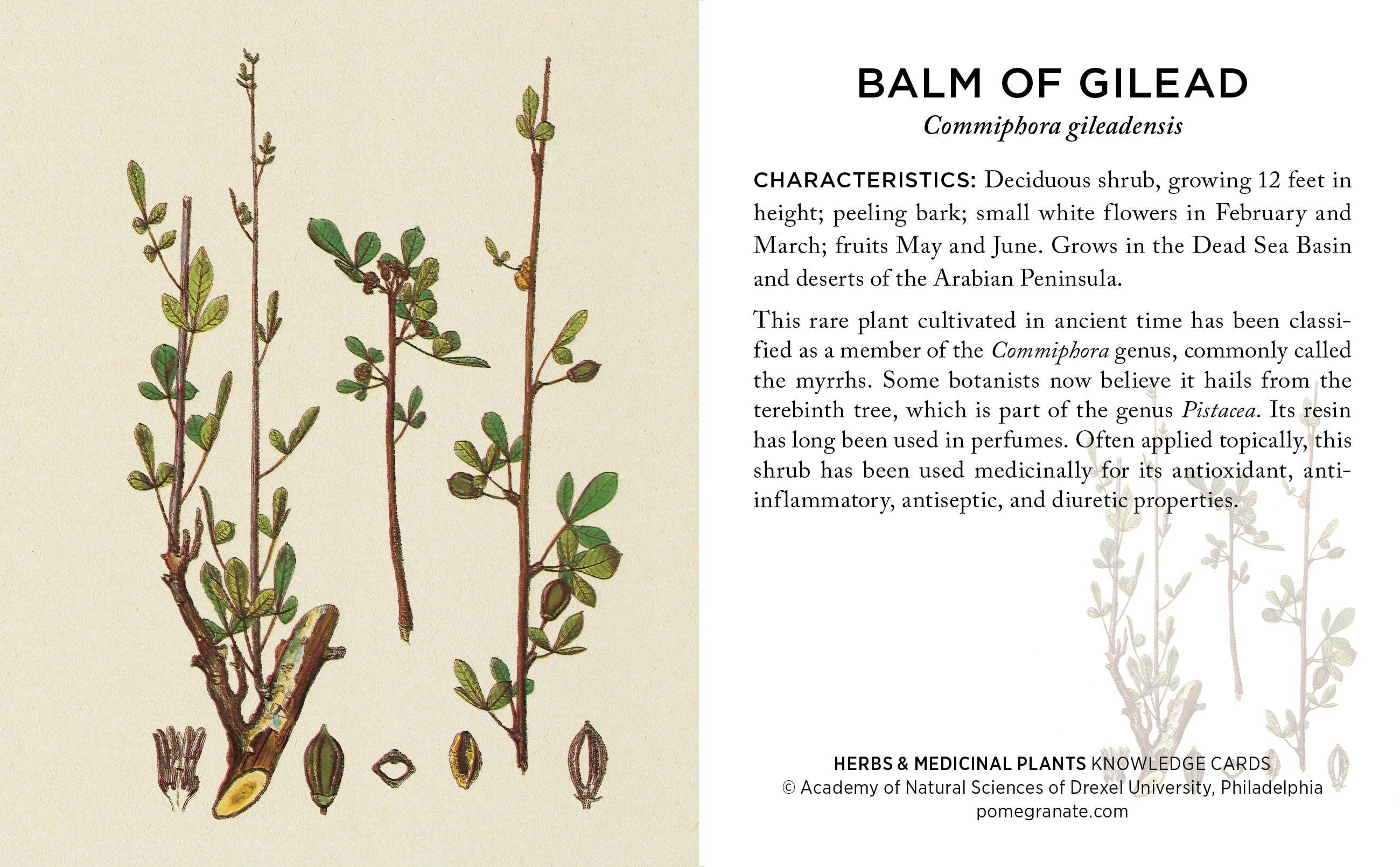 Pomegranate - Wholesale Card Game - Herbs and Medicinal Plants Knowledge Cards2