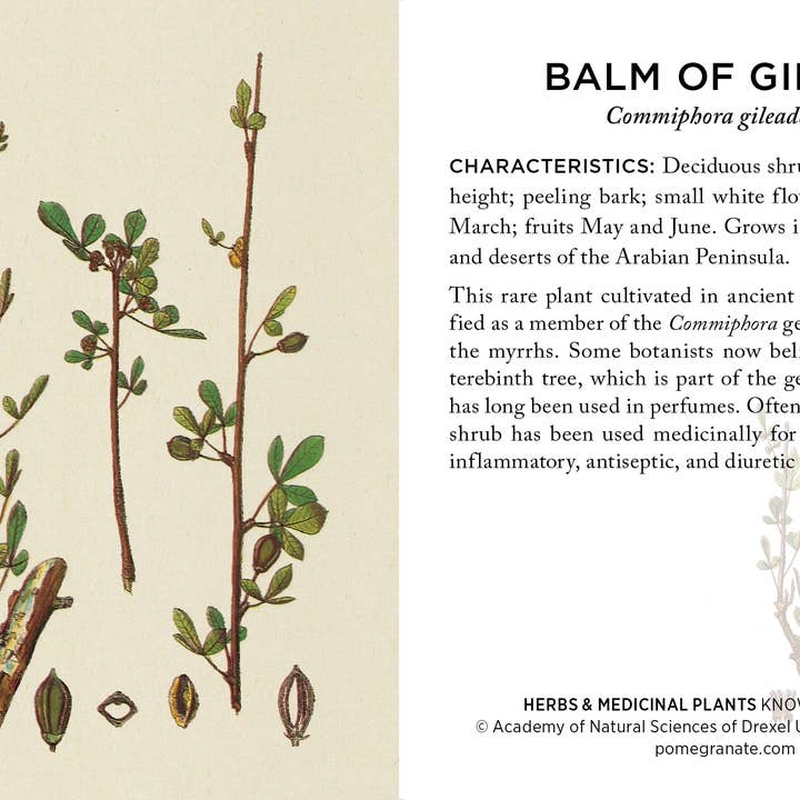 Pomegranate - Wholesale Card Game - Herbs and Medicinal Plants Knowledge Cards2