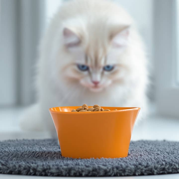 6 oz Orange Cat Food Dish - Durable & Dishwasher Safe for wholesale by CATnK Studio, LLC