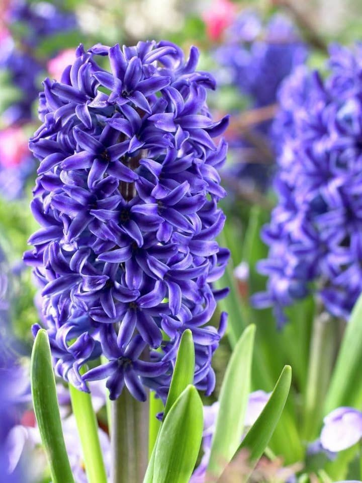 Blue Jacket Hyacinth 3 Bulbs in a 4 inch Grower Pot Bloom in Mid Spring for wholesale by UniqueMartandHome