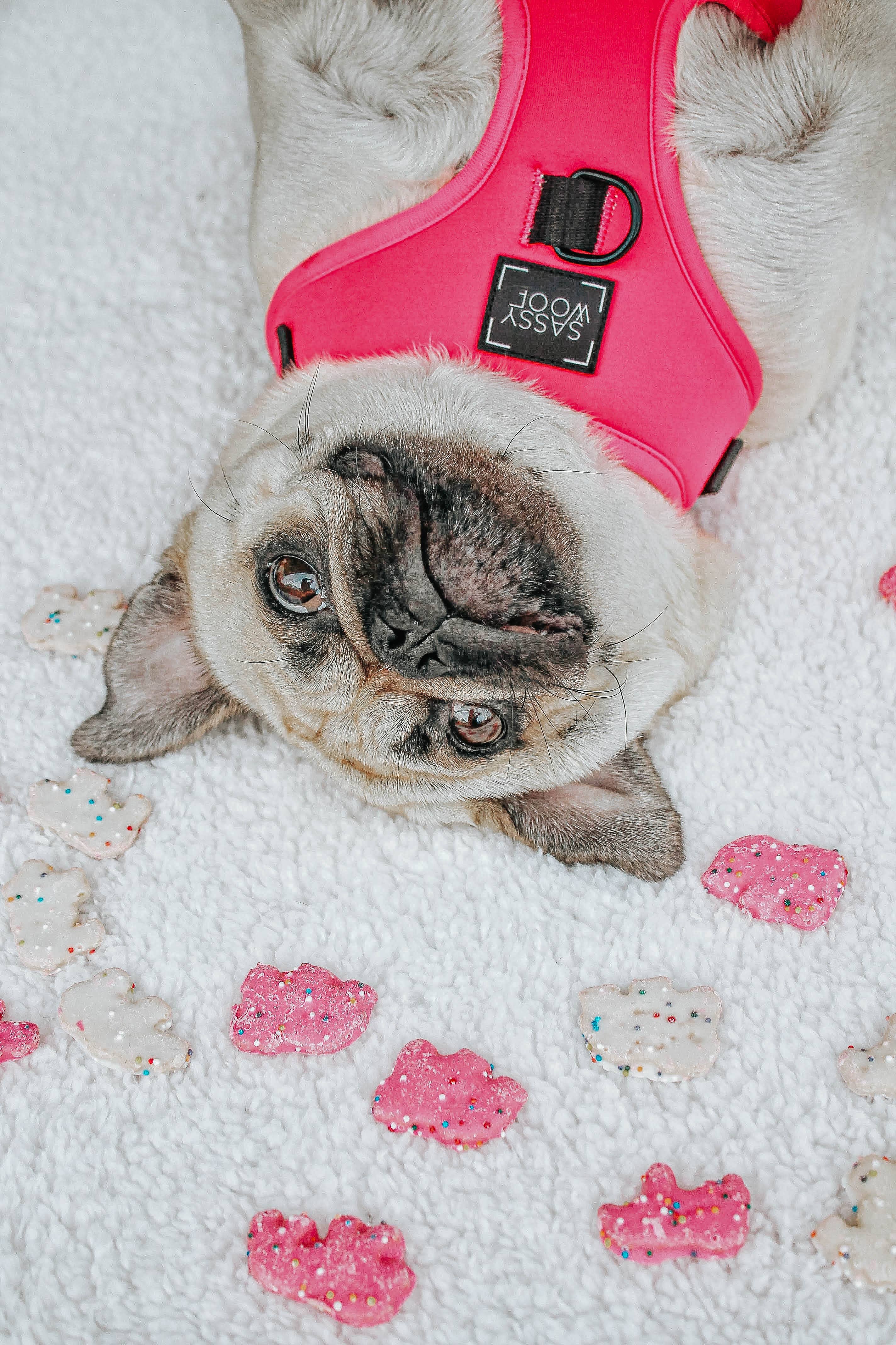 SASSY WOOF - Wholesale Pet Harness - Dog - Dog Adjustable Harness - Neon Pink10