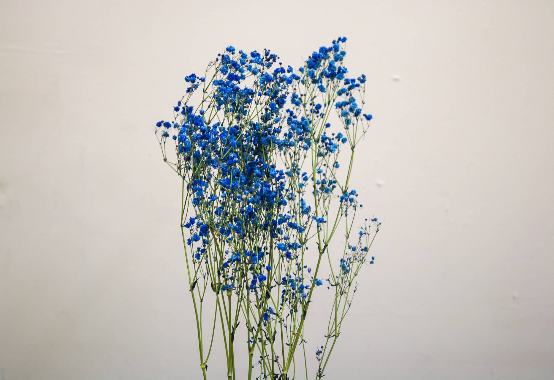 Wildestdreams.flowers - Wholesale Dried/Pressed Flowers - Dried Blue Gypsophila Baby's Breath 5