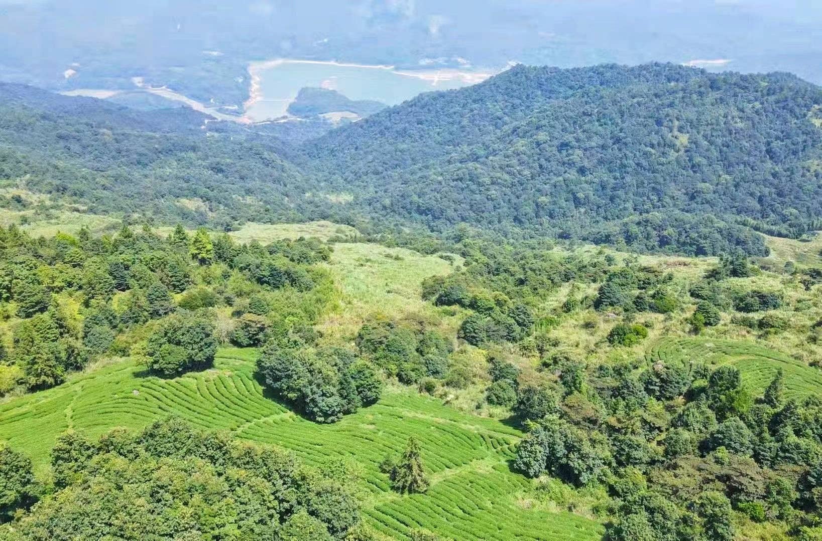 NIUKA Tea & Botanicals - Wholesale Loose Tea - Oolong Tea (green): Golden Jade2