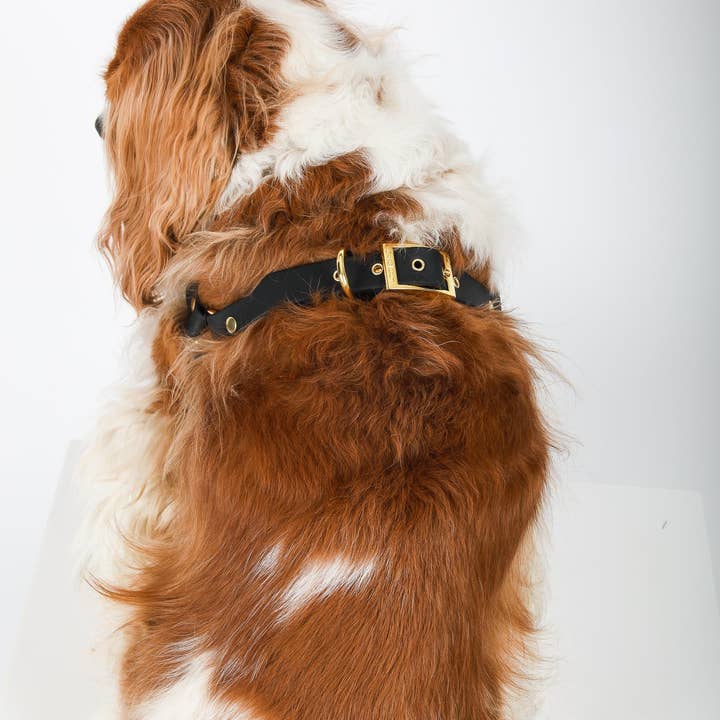 Cavology – Großhandel Haustiergeschirr – Hund – HUNDEGESCHIRR STEP IN LUXE SCHWARZ UND GOLD1