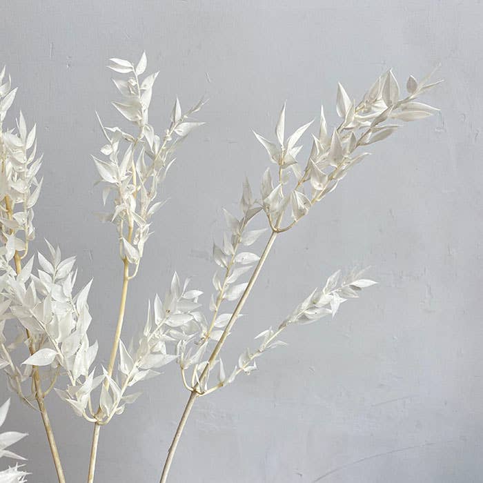 We Dried Our Best – wholesale Dried/pressed flowers – Italian Ruscus - Preserved/Dried, Bleached White, 50-70cm