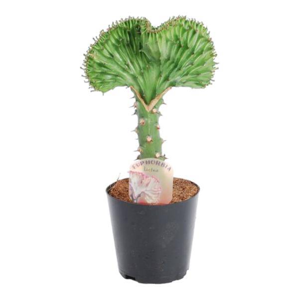 Oasis of Life - Wholesale Live Plant - Euphorbia lactea Cristata Green – Coral Cactus – Houseplant – Height approx. 35cm – ø12cm – Exotic Succulent in Coral Form – Easy to Care for & Decorative for Sunny Locations0