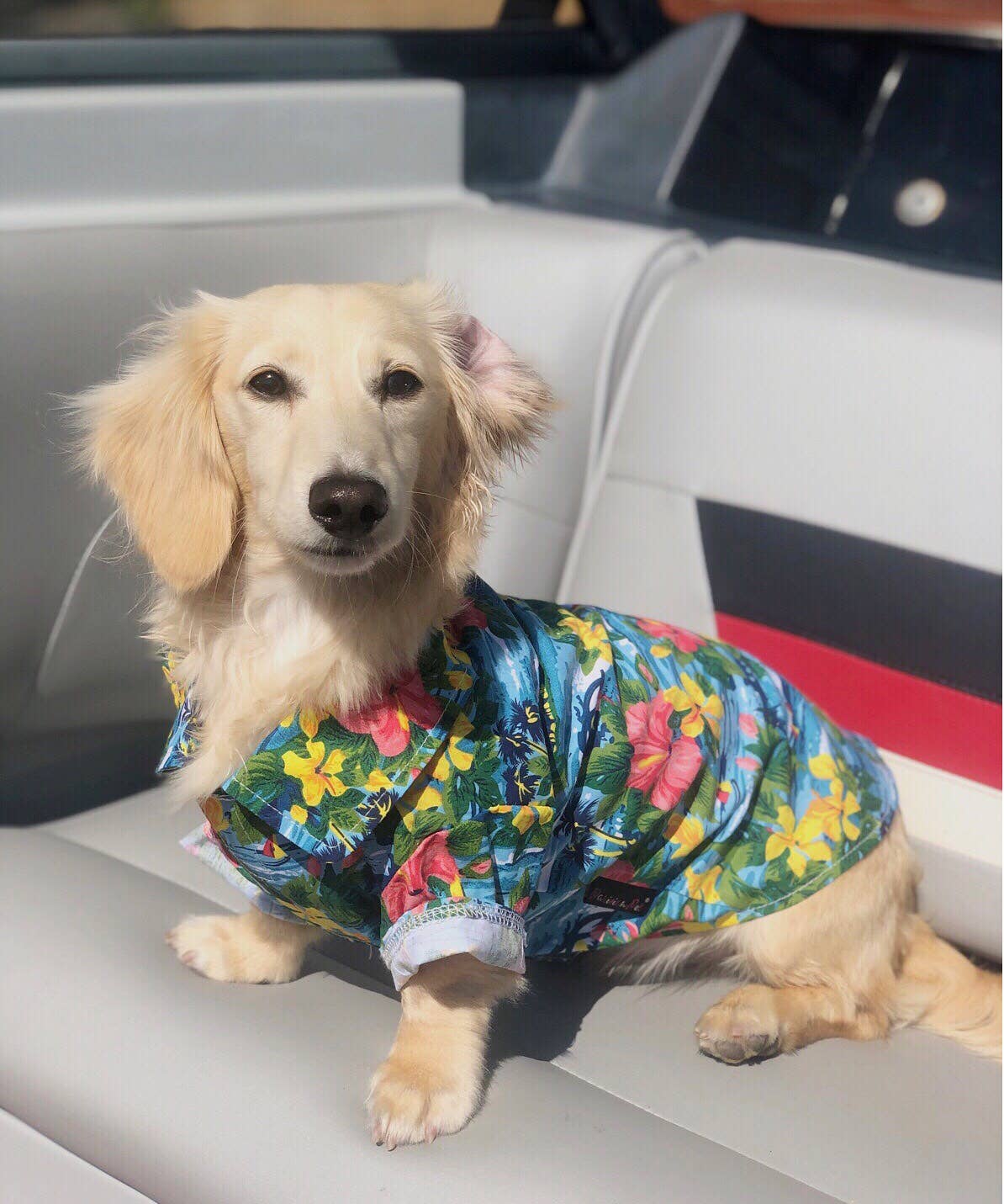 Parisian Pet® - Wholesale Pet Carrier - Cat/Dog - Hawaiian Camp Shirt – Vibrant Summer Dog Apparel4