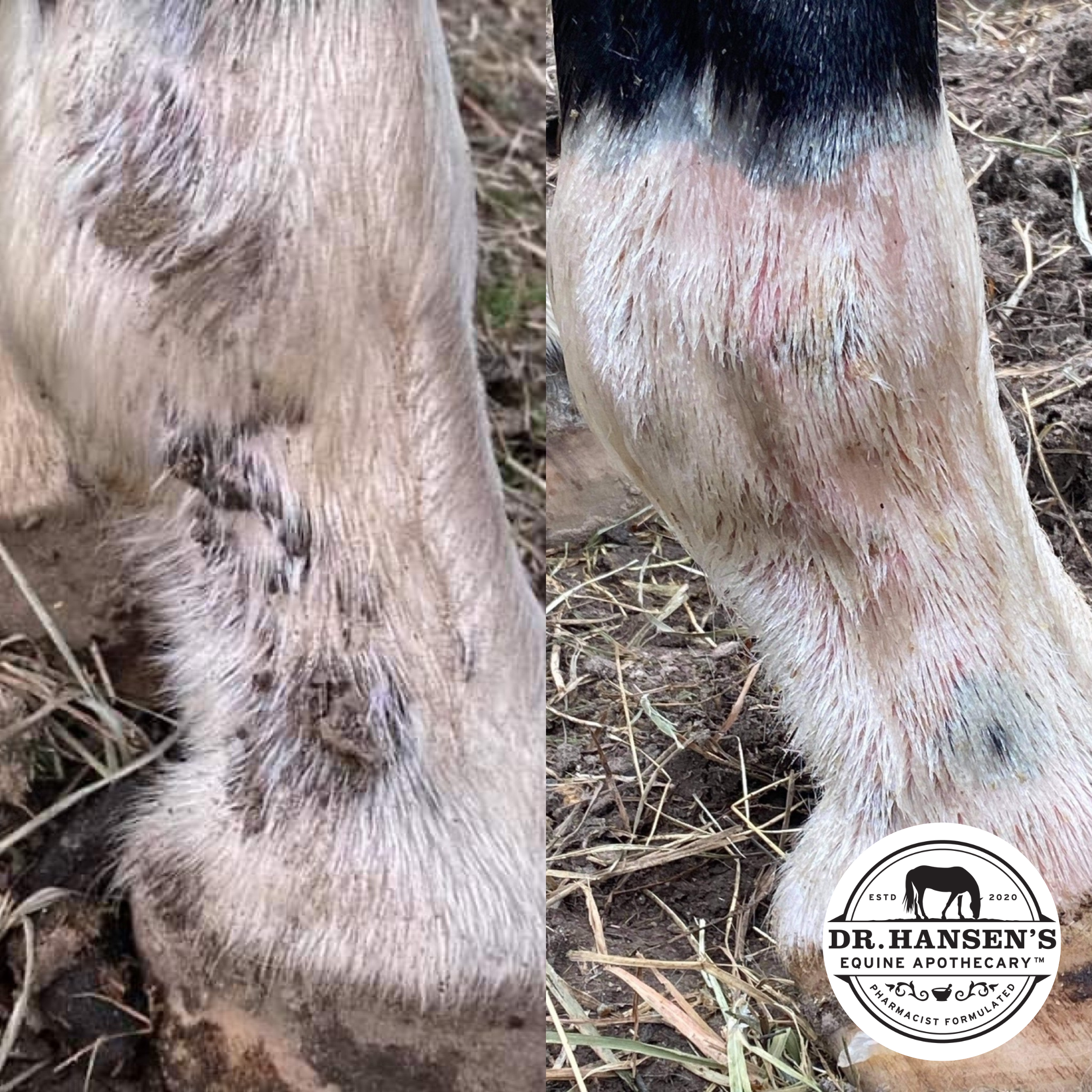 Dr. Hansen's Equine Apothecary - Wholesale Horse Conditioner/Grooming Aid - Formula 44 Ointment10