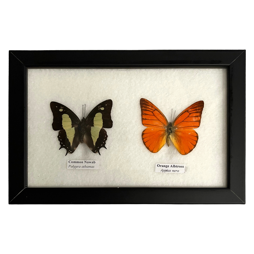 VIE – wholesale Wall Accent – Butterfly Mounted Under Glass, Assorted20