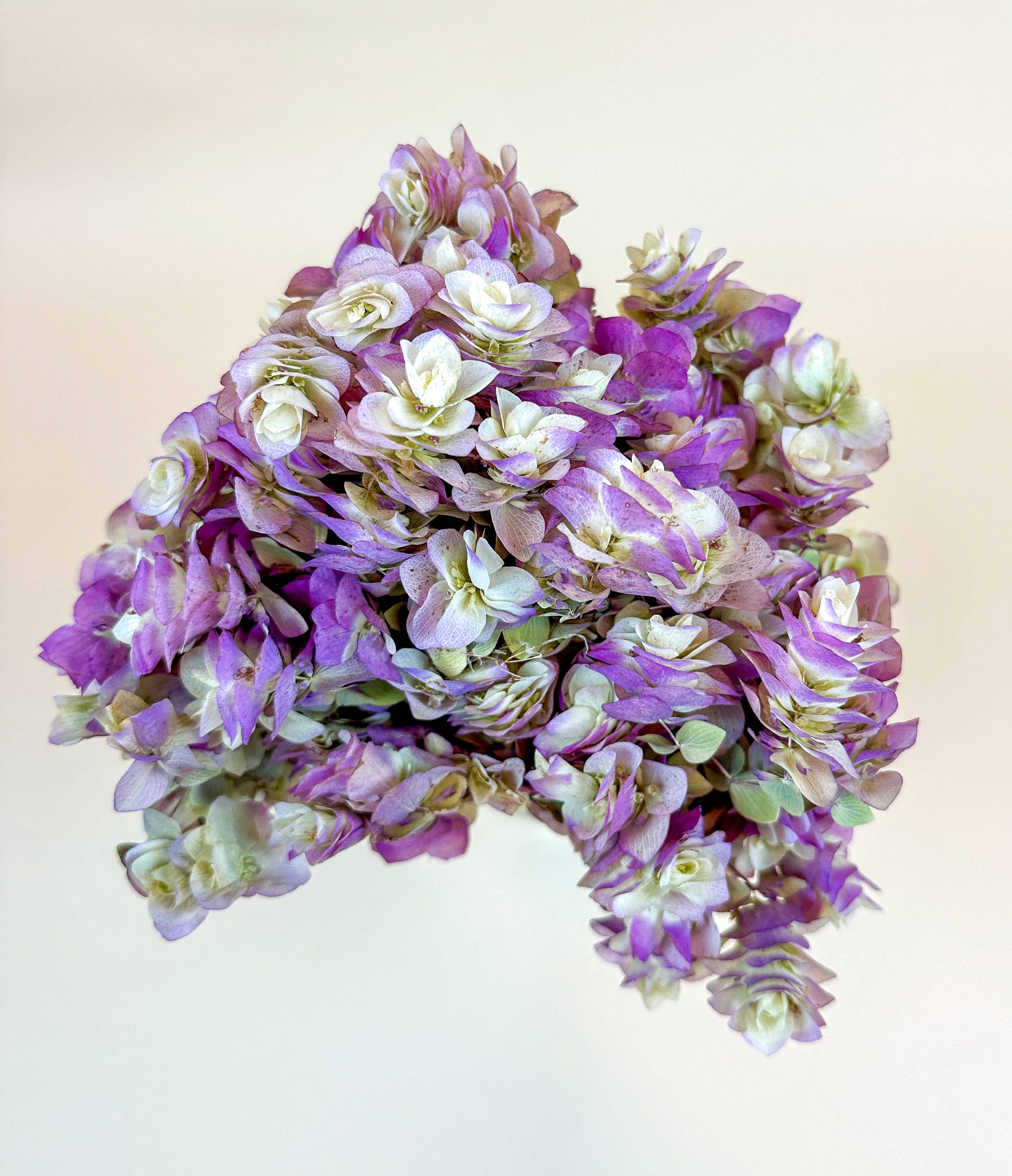 Lovejoy Farms Premium Dried Flowers – wholesale Dried/pressed flowers – Kent Beauty Oregano - Naturally Dried 3