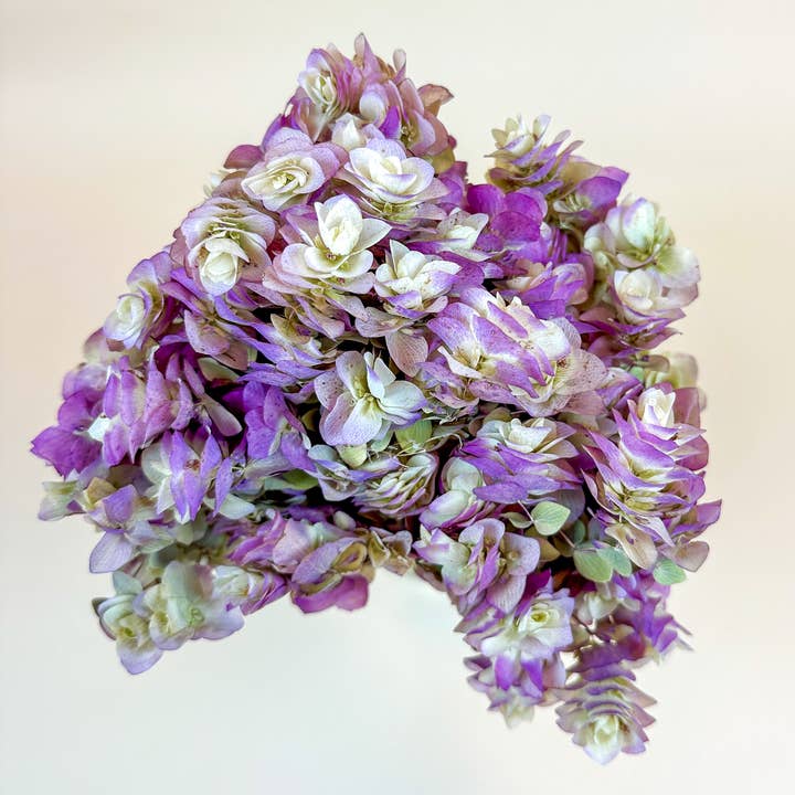 Lovejoy Farms Premium Dried Flowers – wholesale Dried/pressed flowers – Kent Beauty Oregano - Naturally Dried 3