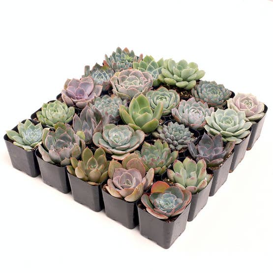 Mountain Crest Gardens - Wholesale Succulent - Echeveria 20-Pack (20 Varieties, 2" Pots)1