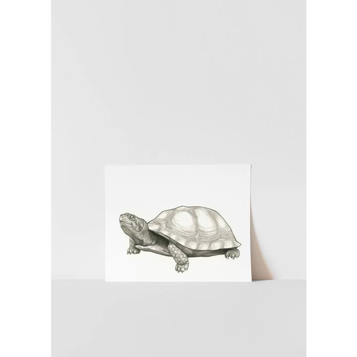 Impression de tortue pour la vente par Hey Hon