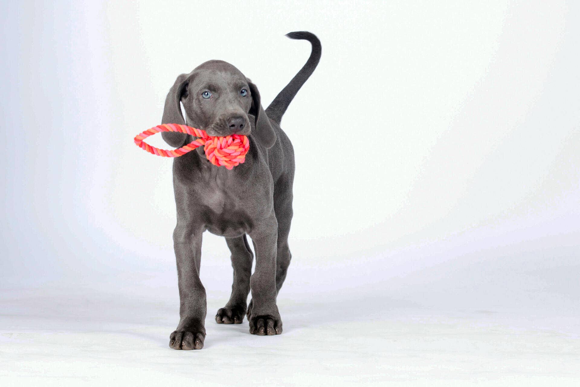 LABONI - Volentis GmbH – Engroshandel Apporterbold - Hund – Mini slingbold3