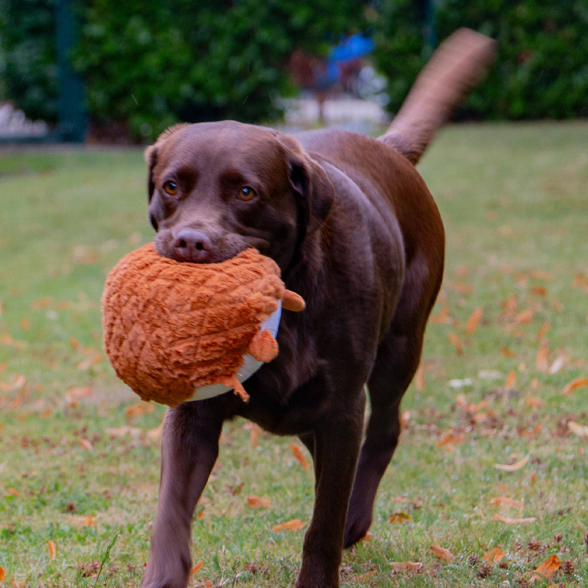 Ancol Pet Products Ltd - Vendita all'ingrosso Peluche - Cani - Playtime, giocattolo da coccolare per cani, trapuntato, motivo: animale del bosco4