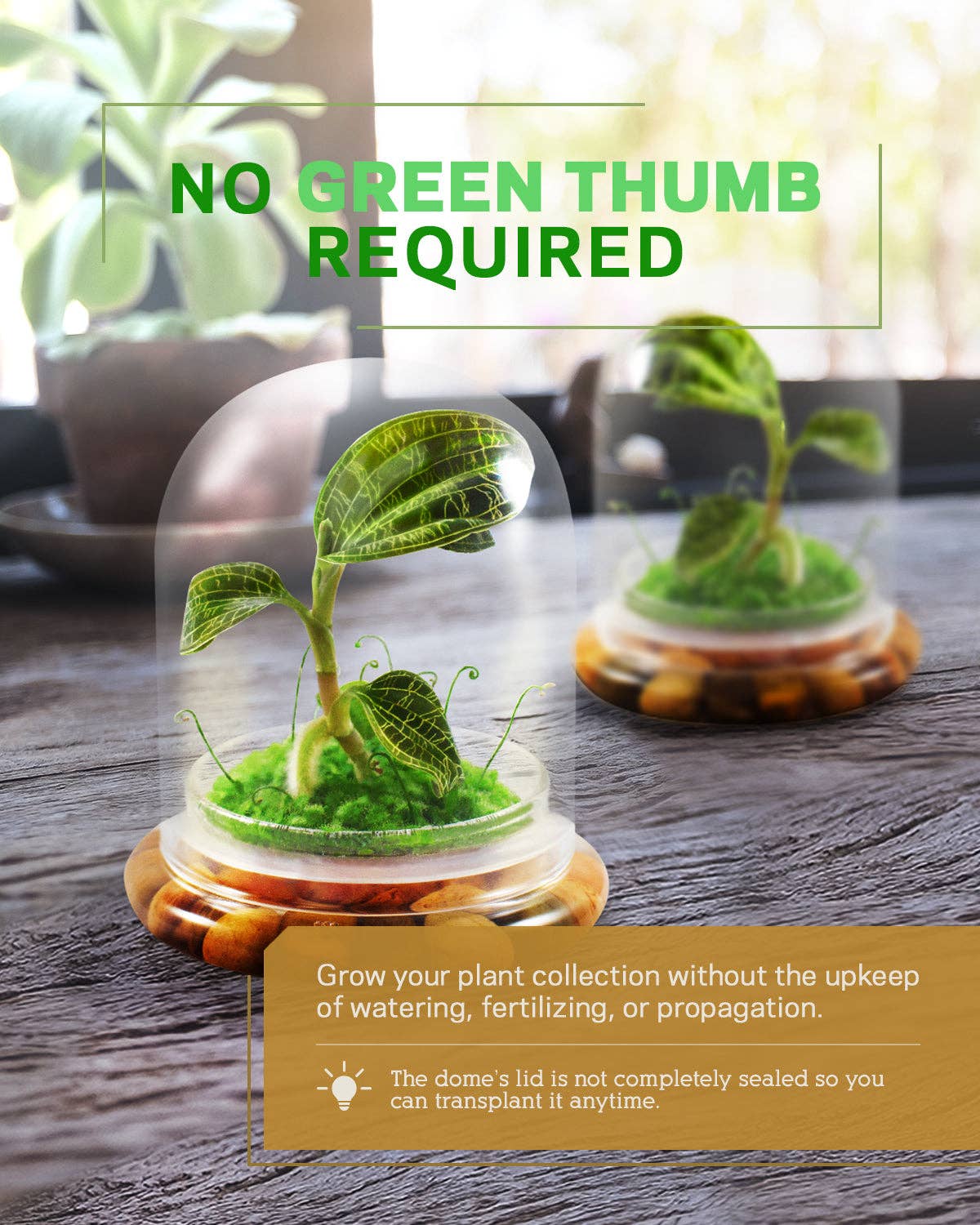 bloomify – Planta viva por atacado – Jewel Orchid Terrarium, Macodes Petola, Grande Presente Único, Garantia de Crescimento 100%5