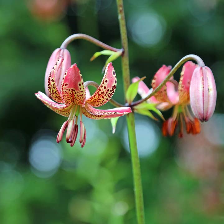 Thorsen's Greenhouse - Wholesale Live Plant - Manitoba Morning Martagon Lily Bulbs - Perennial