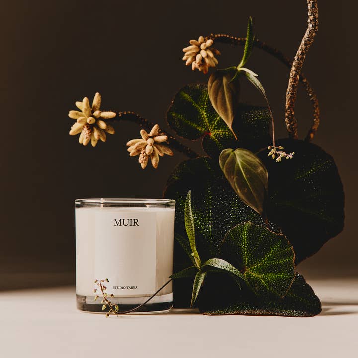 Studio Tarea - Wholesale Jar/Filled Candle - Muir – Fresh, Woodsy Candle Inspired by Muir Woods0