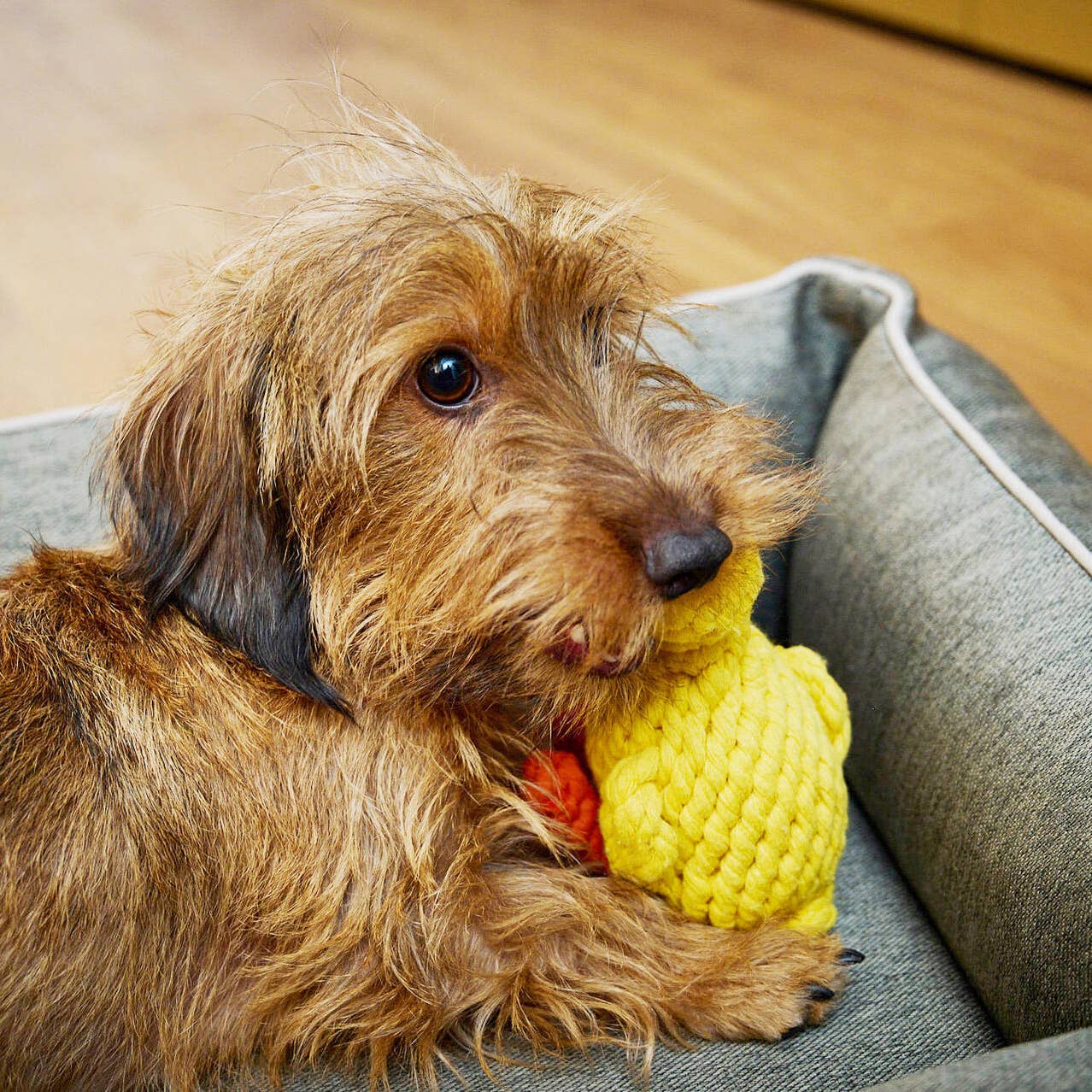 LABONI - Volentis GmbH - Wholesale Pet Chew Toy - Dog - EMMA ENTE – The Cheerful Play Companion4