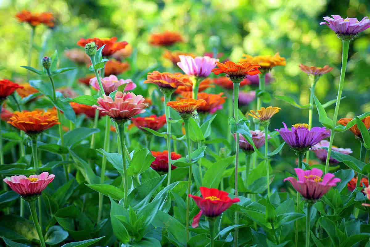 Potting Shed Creations, Ltd. - Wholesale Plant Seeds - NEW Flower Cutting Garden Box | Mixed Zinnia 7