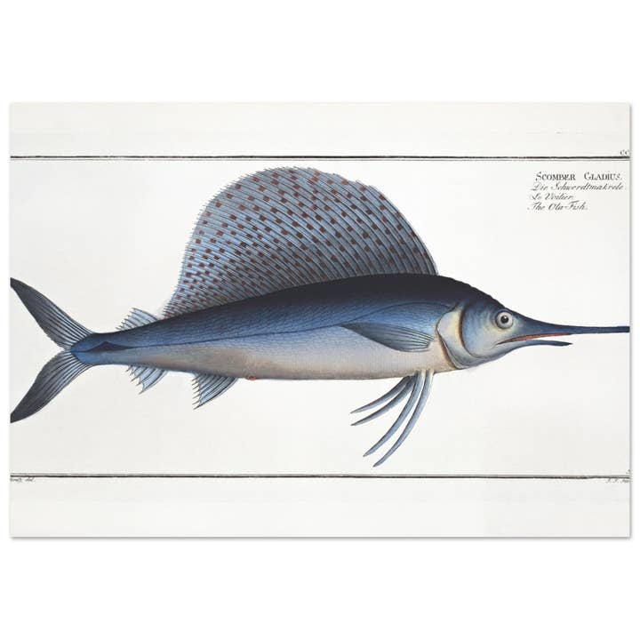 Scomber Gladius for wholesale by Maison de Paloma