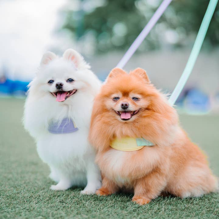 Jelly Harness (Geleia de Uva) | Tecido Ultra Comfort Único por atacado de Pups & Bubs