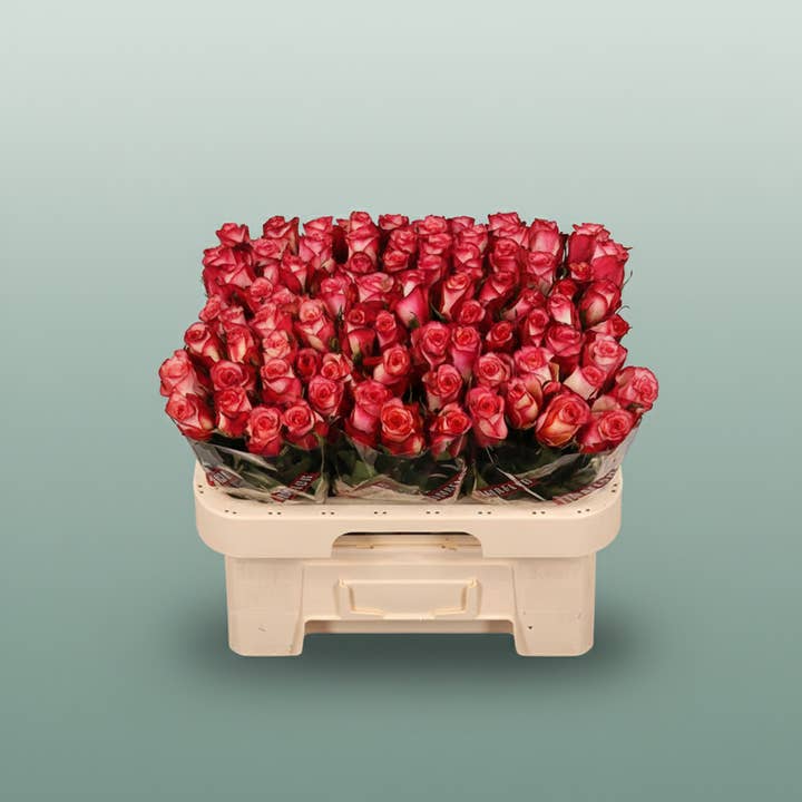 Pink Rose Spark Condor for wholesale on Faire1