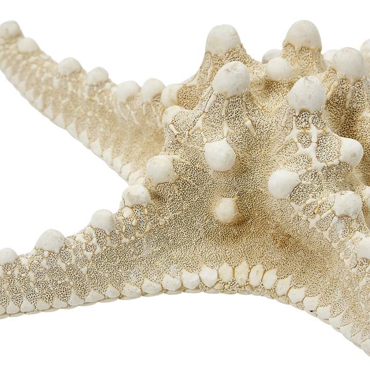 HS Seashells - Wholesale Decorative Tabletop Object - White Knobby Starfish 8-10"
